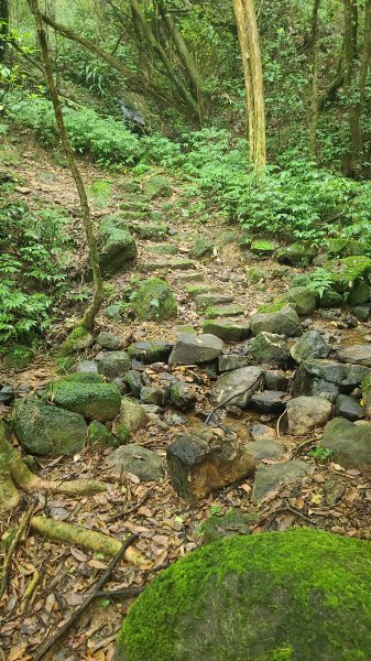 2025-01232淡蘭古道北二段(燦光寮古道到澳底)2696641