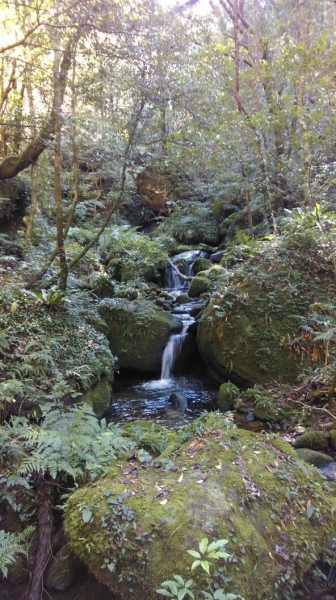 20160109尖石鄉水田林道,那結山27288