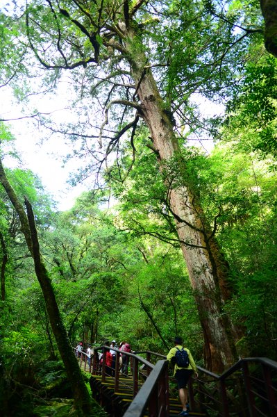 蔥鬱的巨木山林~~享受芬多精1093934