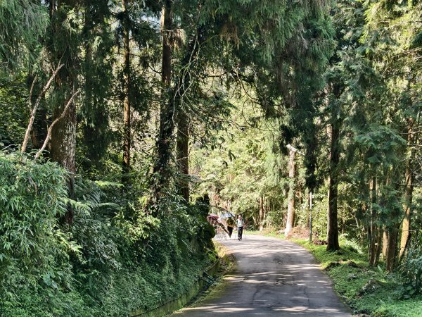 [百山百鳥尋旅-05/15] 2025_0830 溪頭賞鳥步道_銀杏步道2875514