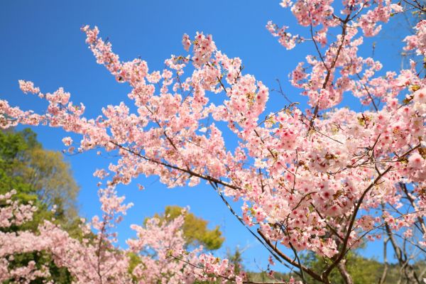 拉拉山的櫻花286592