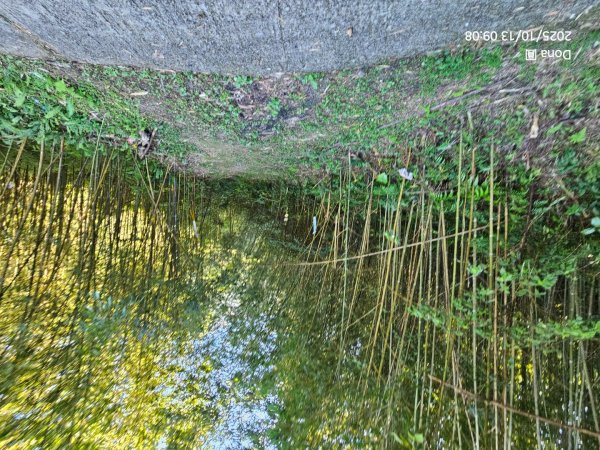 復興三尖老么之那結山1520m(嘎色鬧上)全紀錄2915471