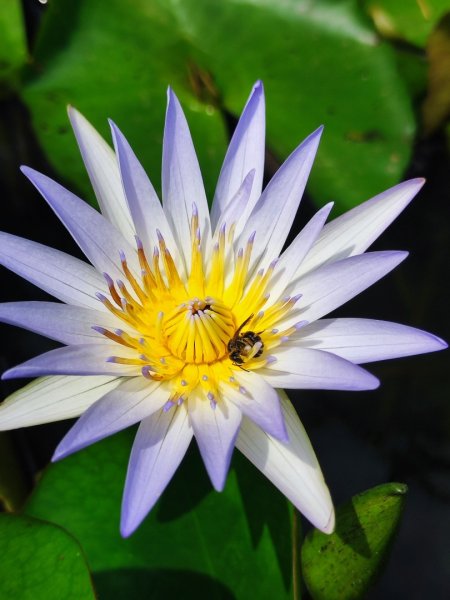 夏日甲蟲祭典（羊稠森林步道，龜山福源山-山佳車站）2826610