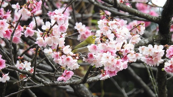 中正紀念堂-花鳥&大屯山雲海（山嵐）2/12703295