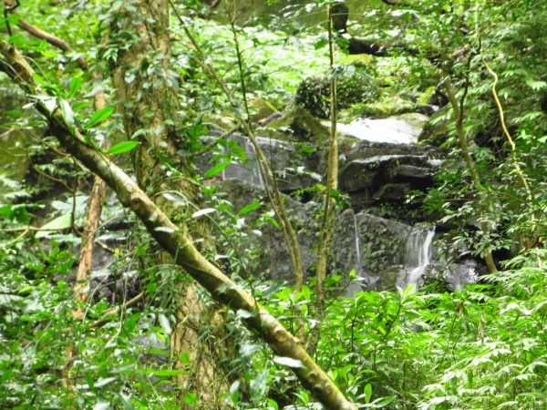 小觀音山(西,主峰)與大屯溪古道/三板橋24760