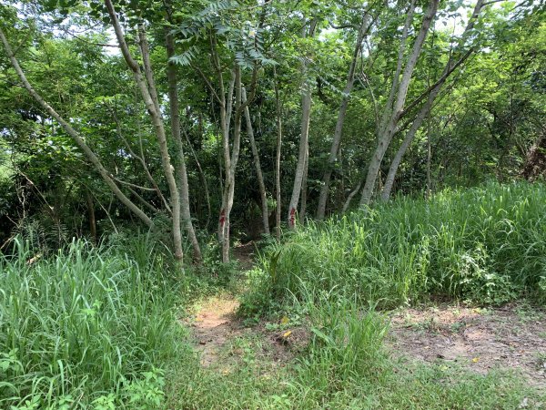 20250906台南口埤山(口碑山)2881401