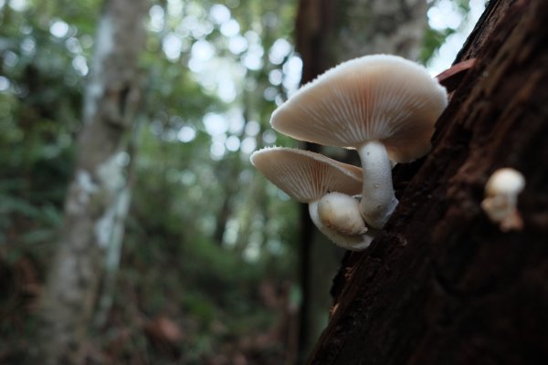 新竹尖石 | 那比尖煤O縱3045988