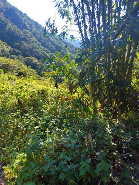 亞麻灣山 日湯真西南峰 亞麻灣山西峰2980027