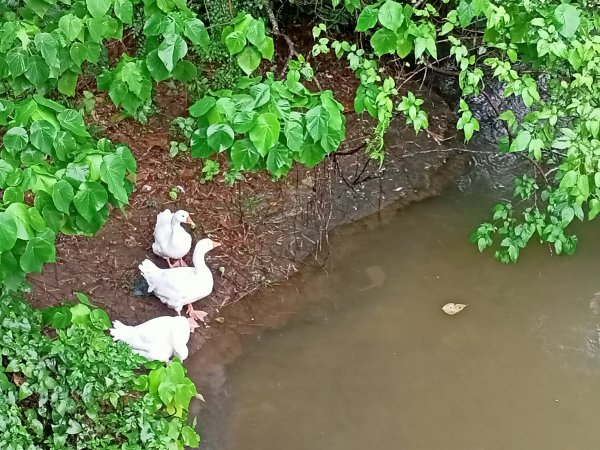 禽鳥天堂的大湖公園、施工封閉的大港墘公園【走路趣尋寶】1926004