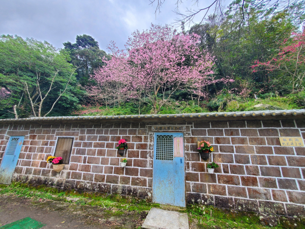 楓樹湖賞木蓮花