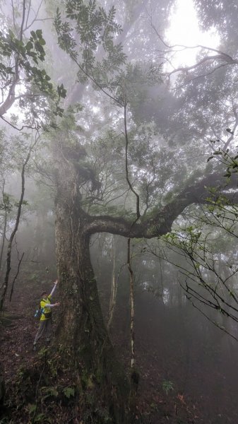 113.06.01魯壁山-東穗山之旅2529894