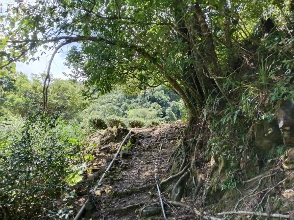 坪林區大舌湖漁光國小通學古道(保甲路古道)去回+大舌湖2844935