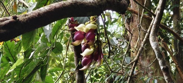 2025/04/13_大窩文史生態區步道2760240