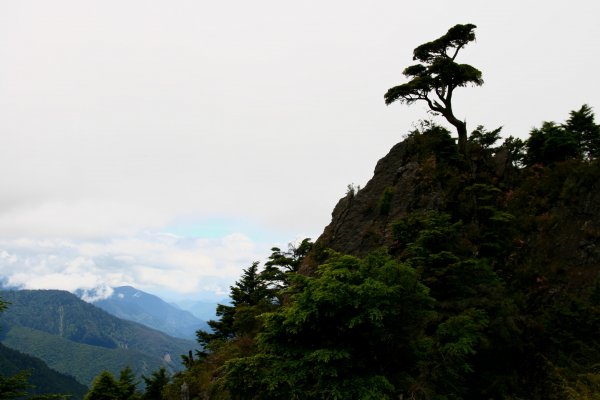 玉山暨阿里山之旅200806091954493