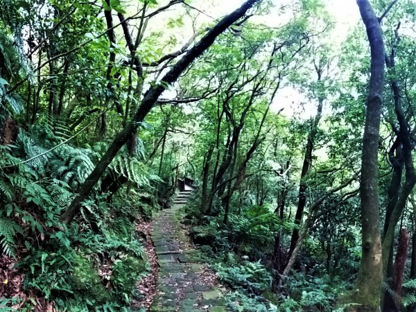 步道探訪｜七星山主東峰苗圃線1443278