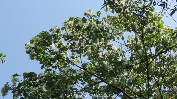 《苗栗》古道柳杉｜雲洞宮鳴鳳古道南長城步道登三湖山202505022777125