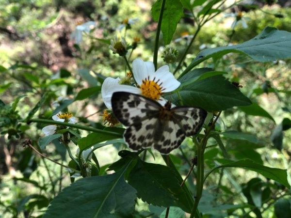 埔里彩蝶瀑布之國姓鄉眉冷山及糯米橋1466166