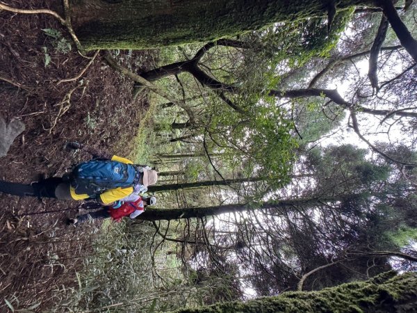 小觀音西峰 二子坪步道 小油坑山3129489