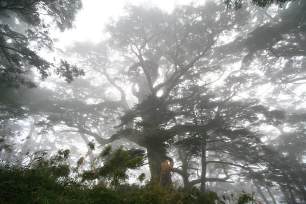 高雄 桃源 台東 海端 庫哈諾辛山 關山嶺山2832195