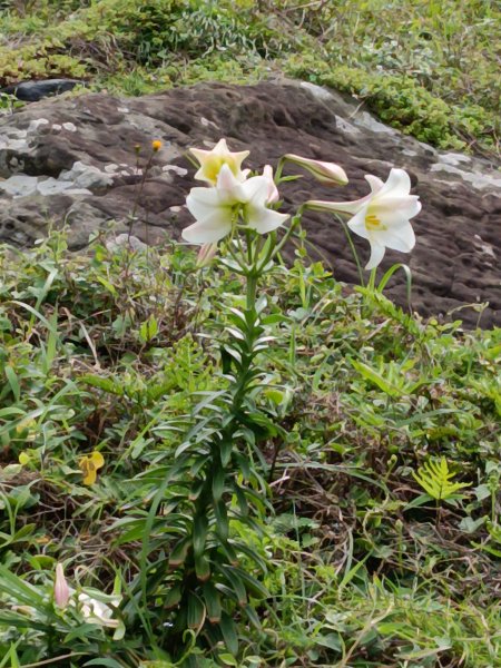 瑞芳區神秘海岸+鼻頭角燈塔+鼻頭角稜谷步道O型2760151