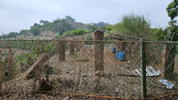 20260127流水蓮華-飛沙縱走-坑尾山南稜2992548