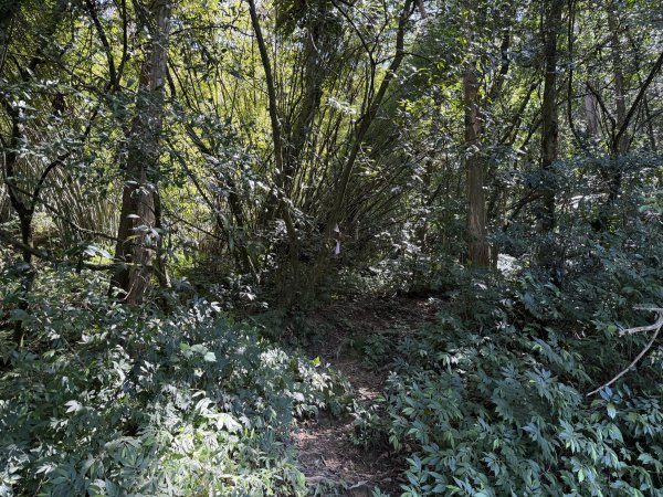 [淡蘭古道] 2026_0315 南路第三段_獵狸尖步道3017264