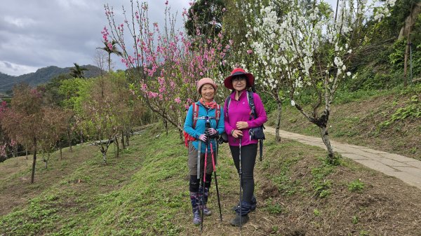 2025貓空杏花林杏花大爆發，粉紅、深紅及白色杏花爭奇鬥艷，從公車站步行20分鐘即抵達2720180