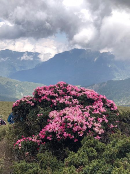 合歡山五座百岳賞杜鵑花587093