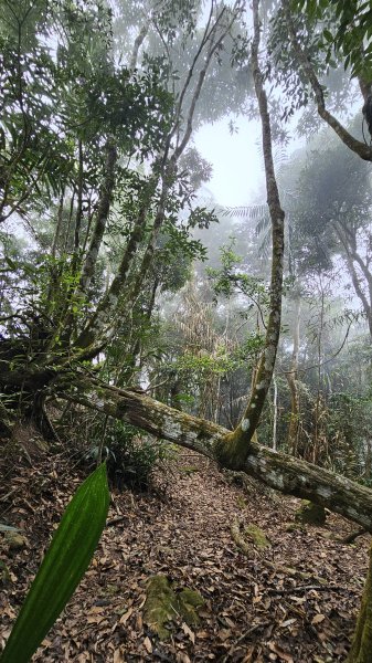 【稜線瘦如刀鋒，山形橫亙如屏風】解鎖第55座小百岳 #045 大橫屏山2932884