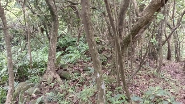 石門區北海道場-九芎林西北峰-九芎林山-土地公嶺古道O型3119060