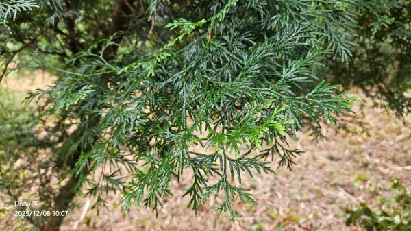 20251208雞寮坑山南稜線O走+鹿寮坑濕地賞景採果2969021