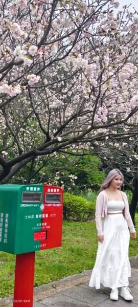 陽明山趴趴走 - 賞櫻花 3/72729256