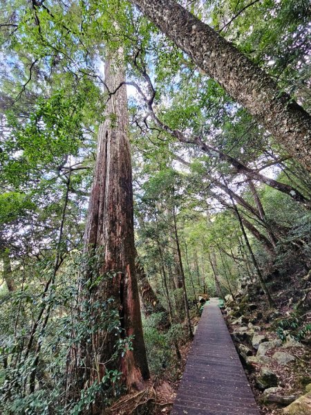 大雪山森林遊樂區森林浴步道2966017