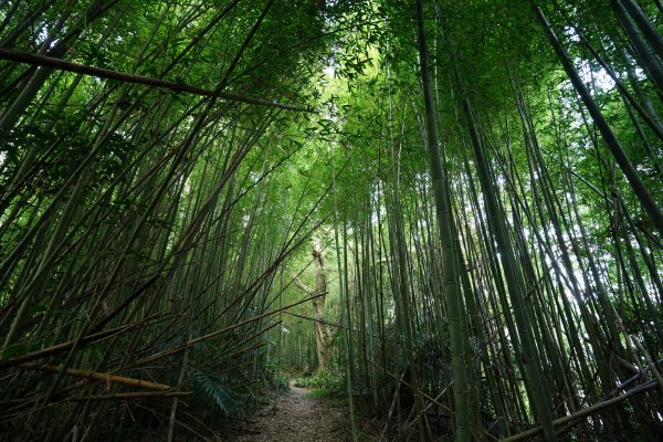 桃園 復興 枕頭山、阿姆坪山2794095