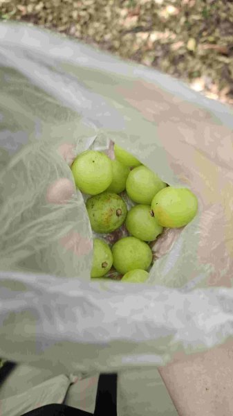 20250523千階嶺步道-平湖東西步道-乾坑古道2796207