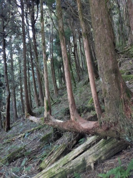 20211216自忠山經東水山至北霞山下特富野古道O型繞1553214