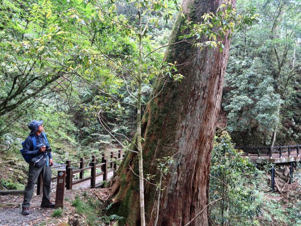 大雪山森林遊樂區 賞毛地黃 小神木森林浴步道2502415