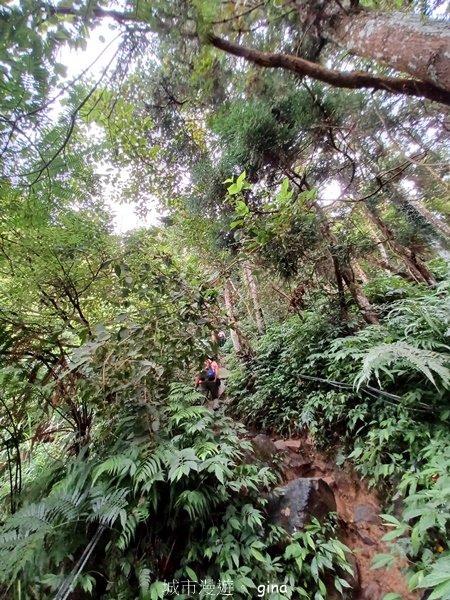 【苗栗獅潭】登頂前的陡坡攀爬很有感。 仙山登山步道2658450