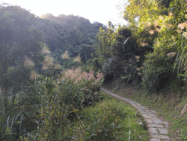 2025.11.15－鳴鳳古道2942987