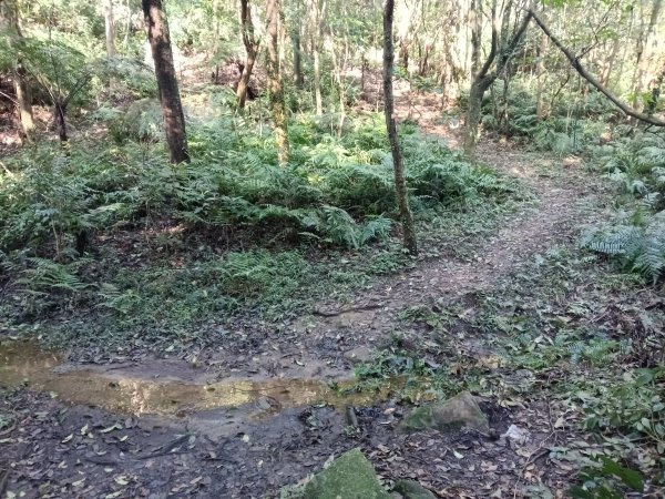 基隆市界寮縱走之七分寮山+友蚋山+印地安頭像+七汐農路O型2967949