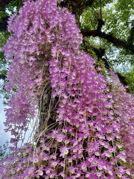 嘉義賞花趣--天宮石斛花瀑、竹崎公園花旗木    2021/4/141349444