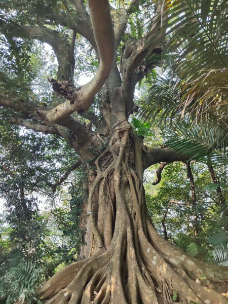 臺北大縱走第六段3025106