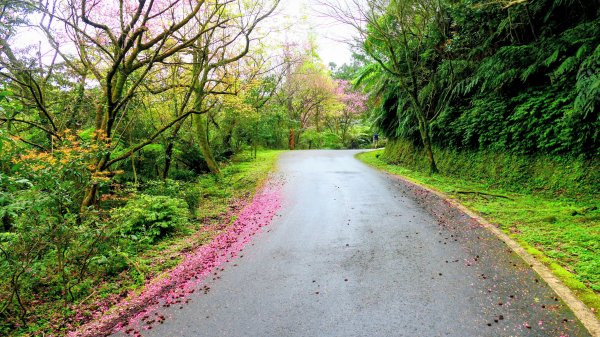 勤進路櫻花3009724