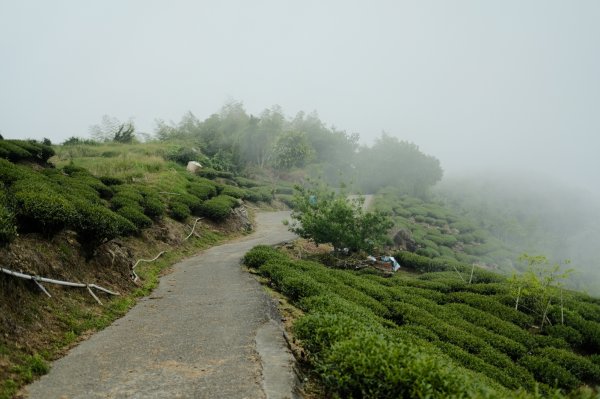 【雲林-嘉義】挑筍古道，車心崙步道897762