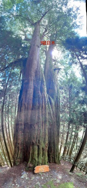 觀霧-檜山巨木群步道2925526