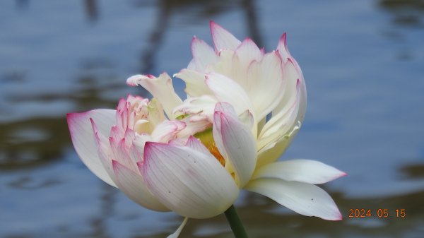 雲山水花鳥蝶-天龍國阿伯的日常5/152503290