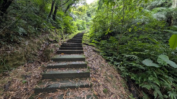 115.05.01天上山-桐花公園之旅3052119