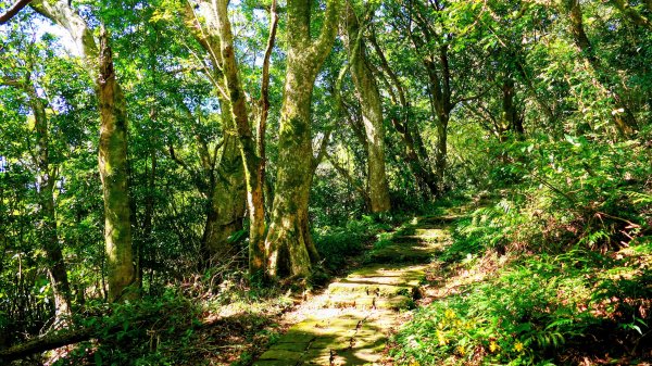 向天蝦不蝦2936802