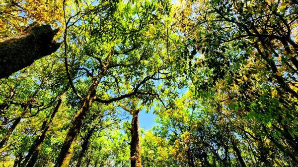 【中級山】與山毛櫸的邂逅，逐鹿山2742669