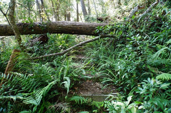 新竹 尖石 芝生毛臺山、虎禮山2903145
